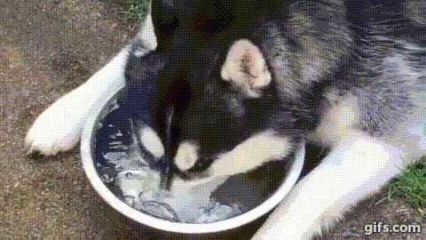 动图封面