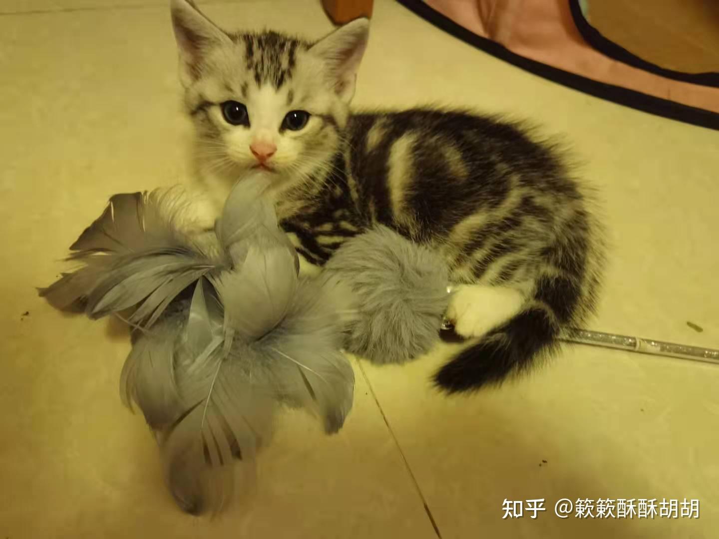 布偶串美短孩子长大啥样呢