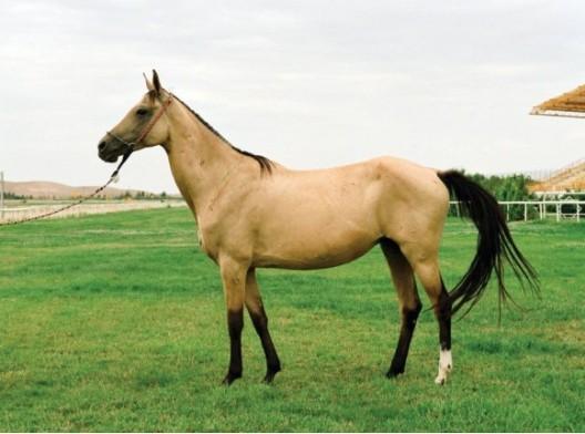 流汗如血的馬匹介紹汗血馬汗血寶馬性格特徵習性特徵