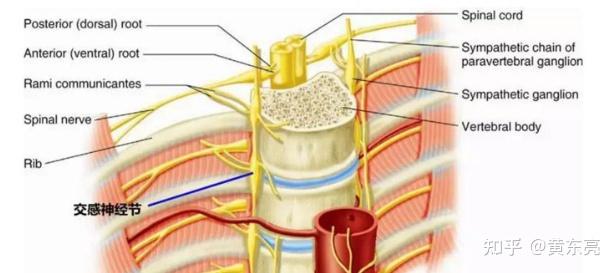 根据其解剖特点,无论内科治疗还是外科治疗都是基于抑制交感神经的
