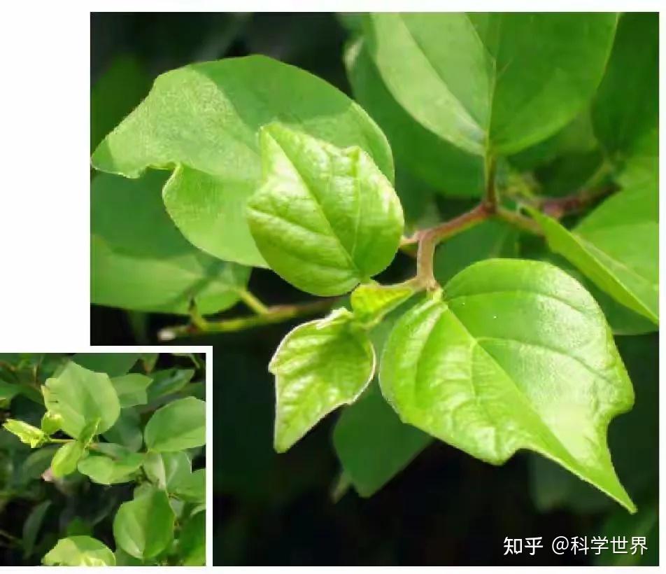 藏在农村的刺树,竟是千年黄金木?被遗忘的柘木,价值远超想象 - 知乎
