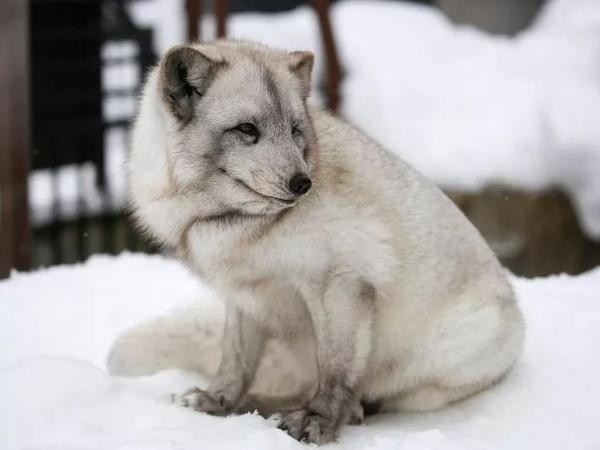 1北海道 来一波动物集锦 旭山动物园 知乎