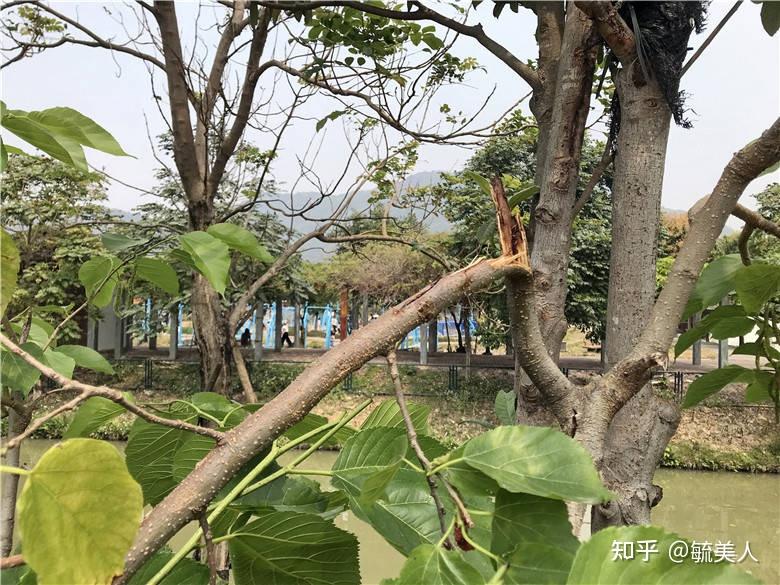 采摘桑果手下留情,留住桑枝才有桑果,佛山渔耕文化园温馨提示 - 知乎