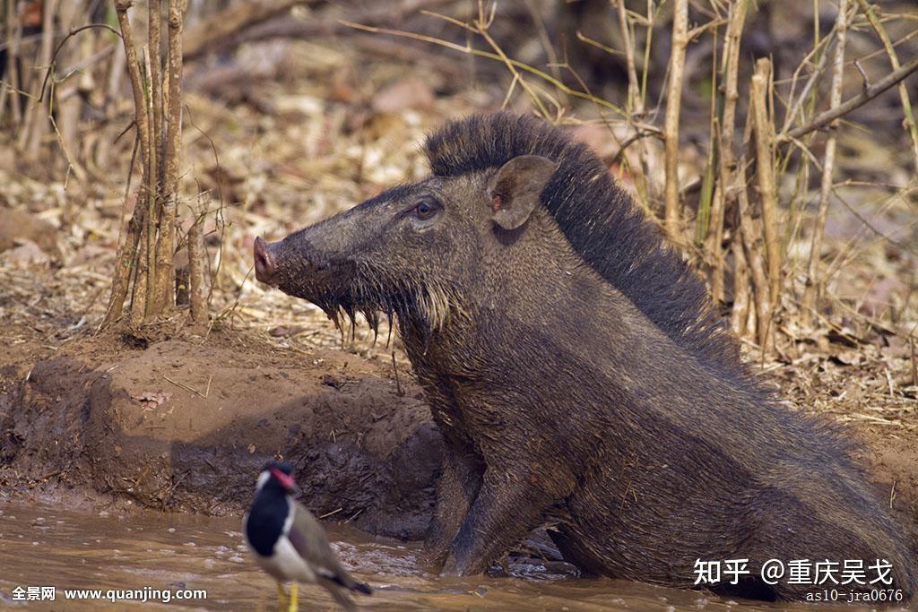 龙有几个脚趾?