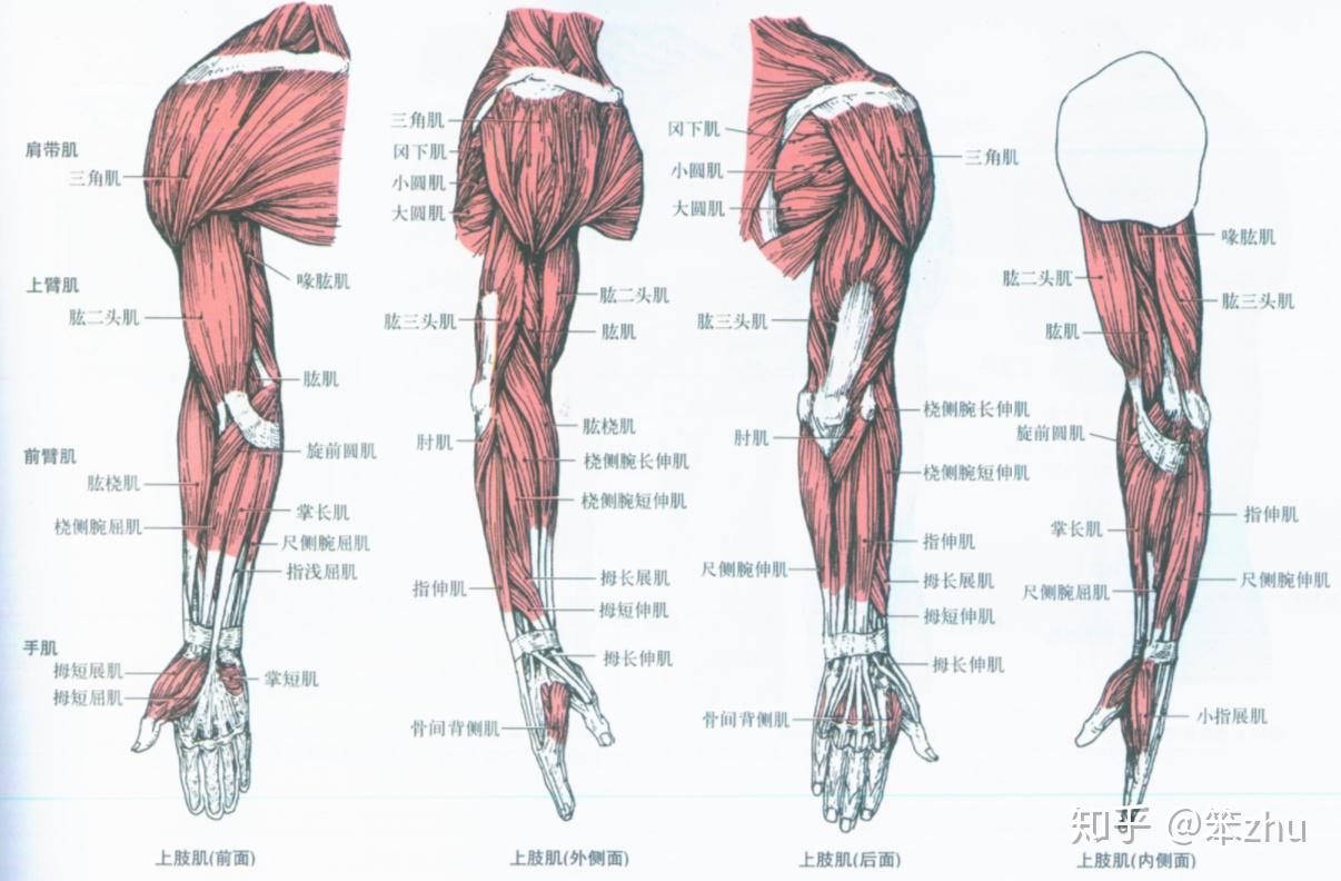 8.5.3 腕关节背伸、手指伸展动作诱发训练-偏瘫康复治疗技术-医学