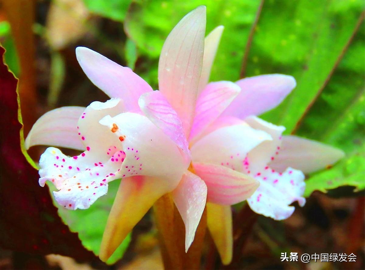 一叶一花：独花兰 | 绿会保护地科普 - 知乎