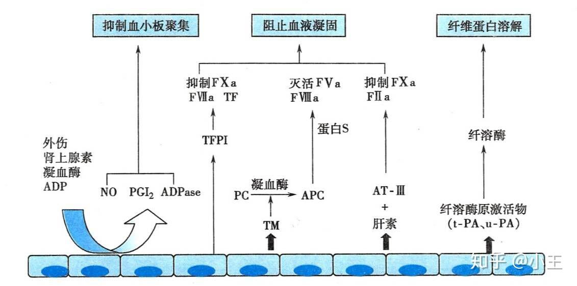 请问人体中存在凝血因子,那血液是如何流动的阿?