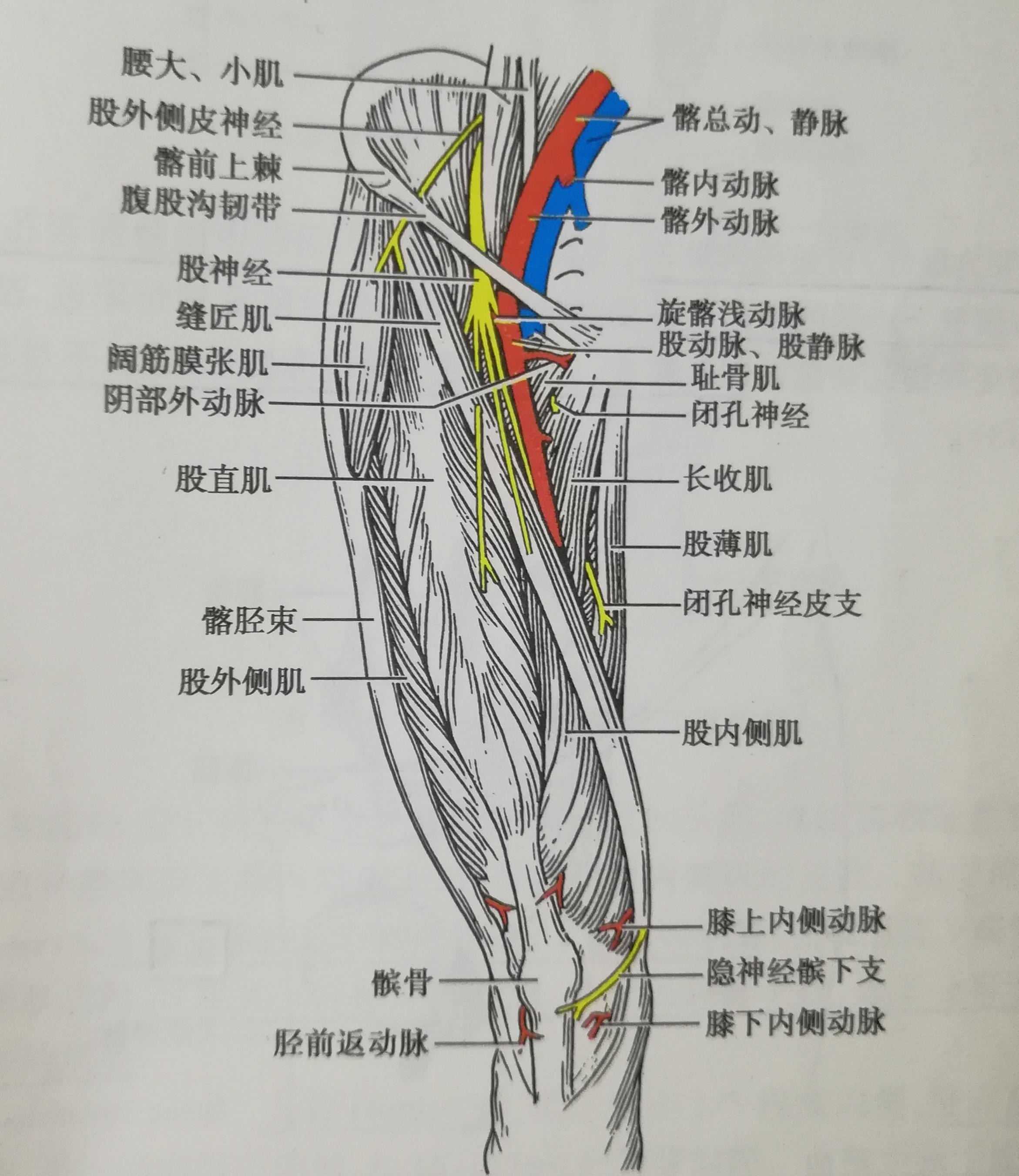 腹股沟三角区的解剖图-图库-五毛网
