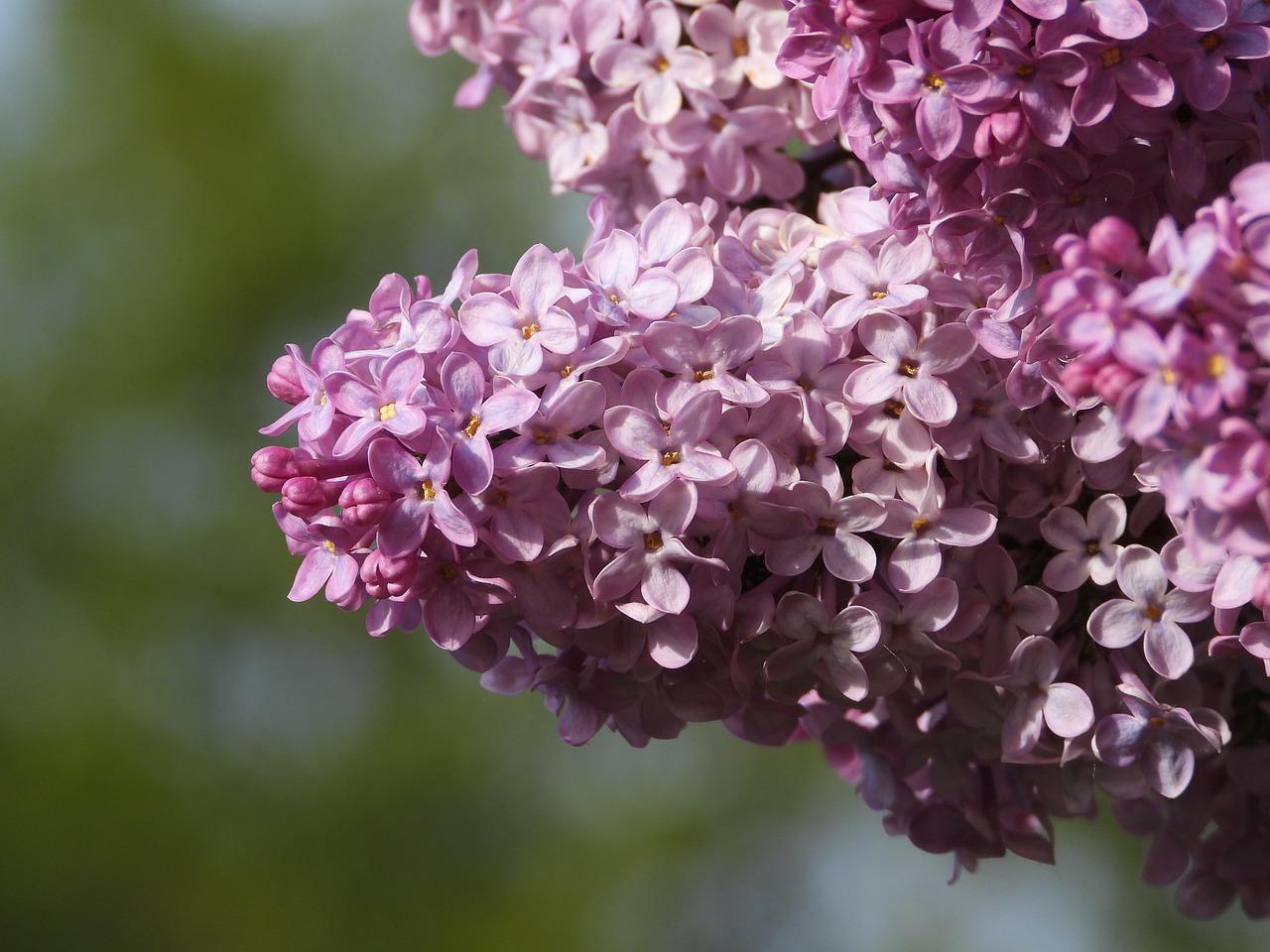 芬芳四溢的校园蔷薇
