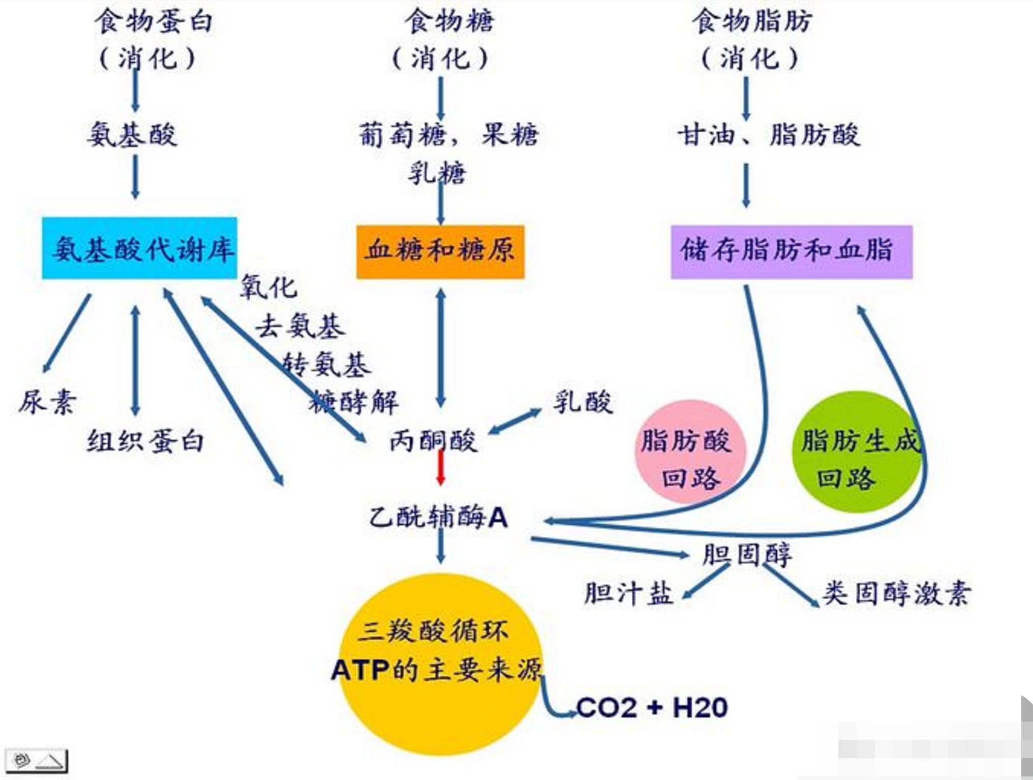 认识我们的基础代谢率