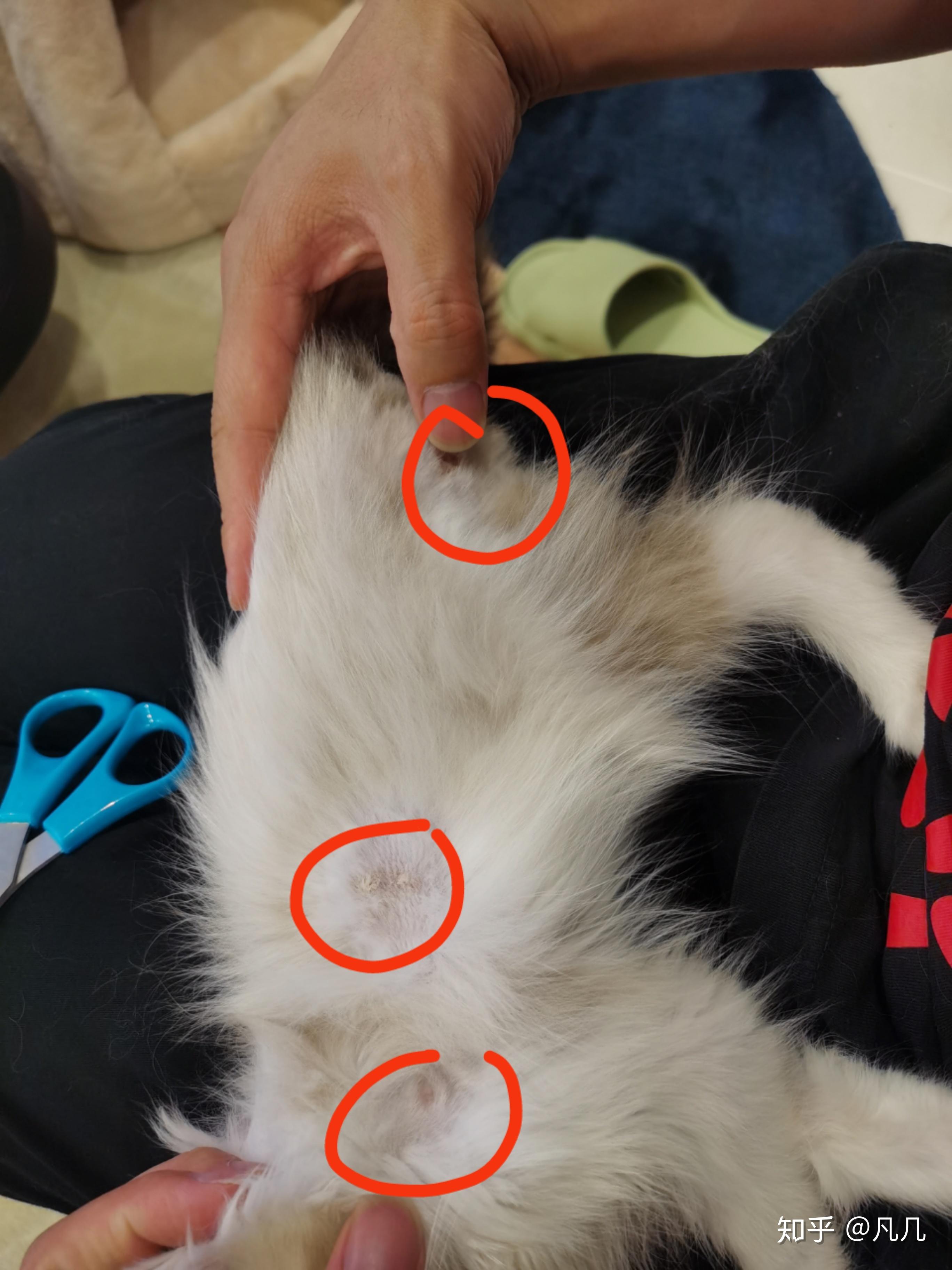 家有一只3个多月的布偶天天拉稀不知道什么原因带回家那会3斤多一点