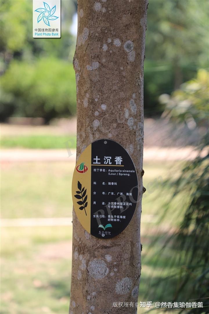沉香集】奇楠沉香和沉香的区别- 知乎