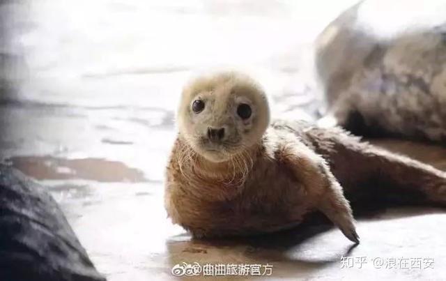 西安曲江海洋极地馆的这只小海豹成了新晋网红软萌高甜