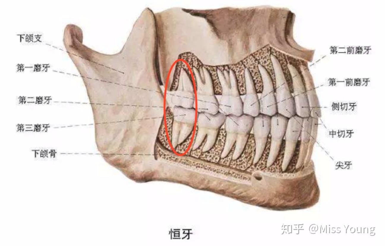 智齿是长在牙槽骨最里面的第三磨牙,差不多要到成年的时候才会慢慢萌