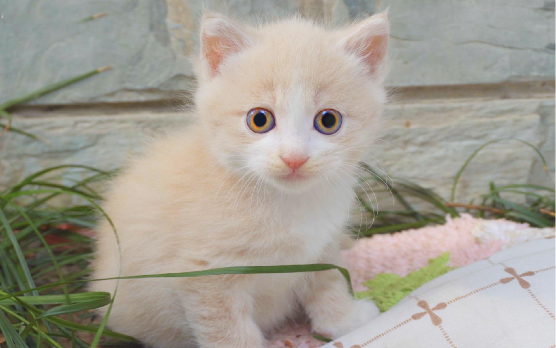 超稀有奶茶色金属眼小猫咪见过吗这一窝小奶猫我可