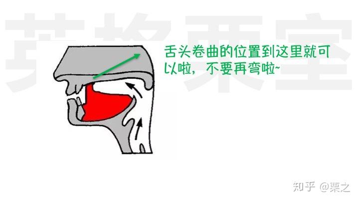 卷舌发音位置图片图片