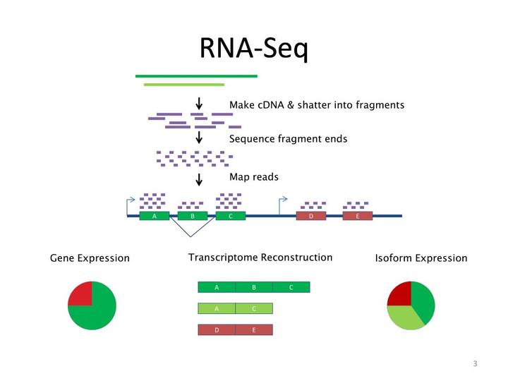 RNA-Seq 归一化:count,RPKM和TPM - 知乎