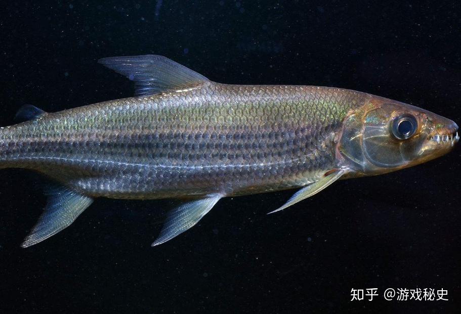 第二天早上,绫子依然什么都想不起来,黑川主天天来睡绫子,忠辅就这么