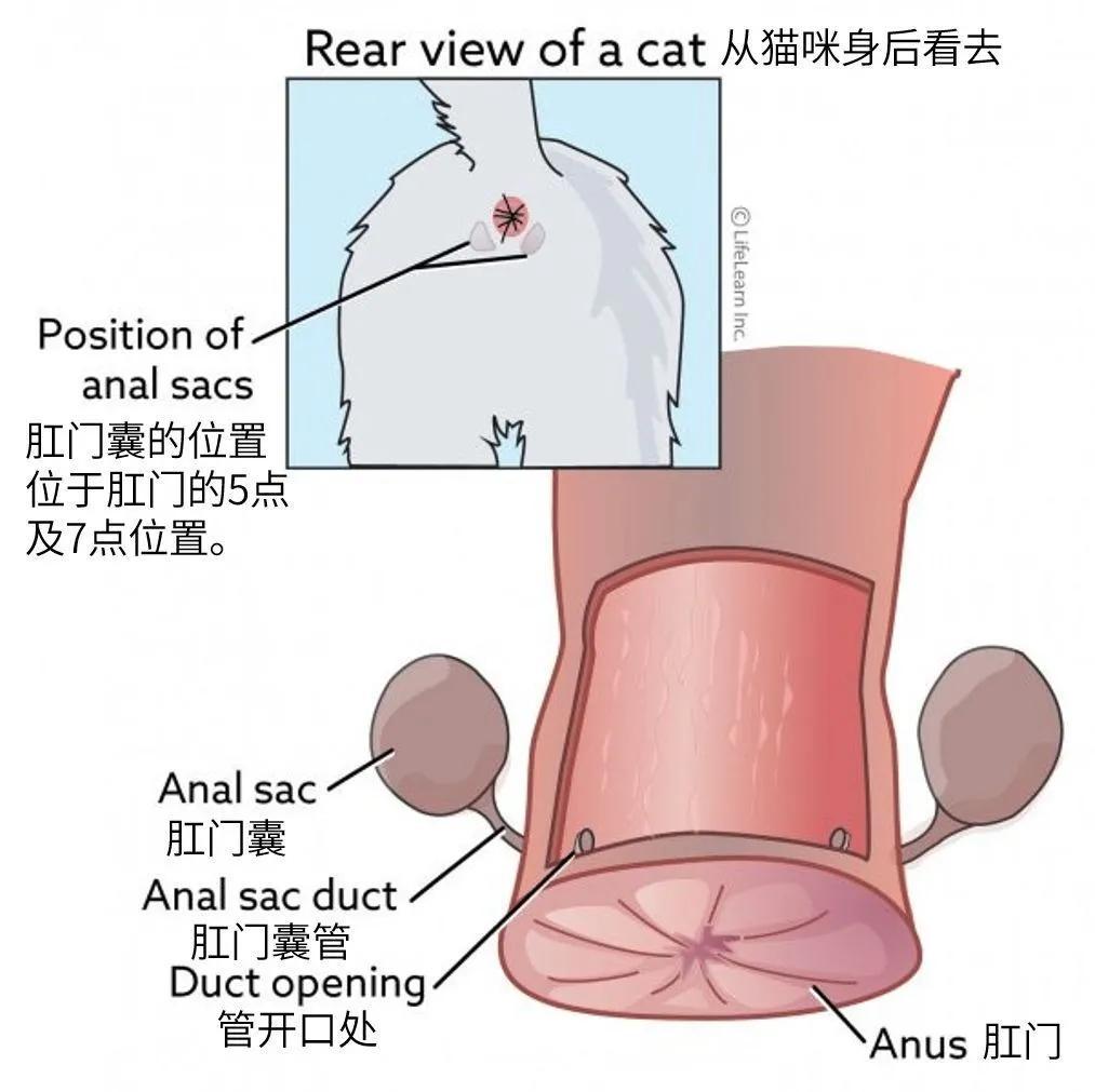 猫怎么挤肛门腺图解图片