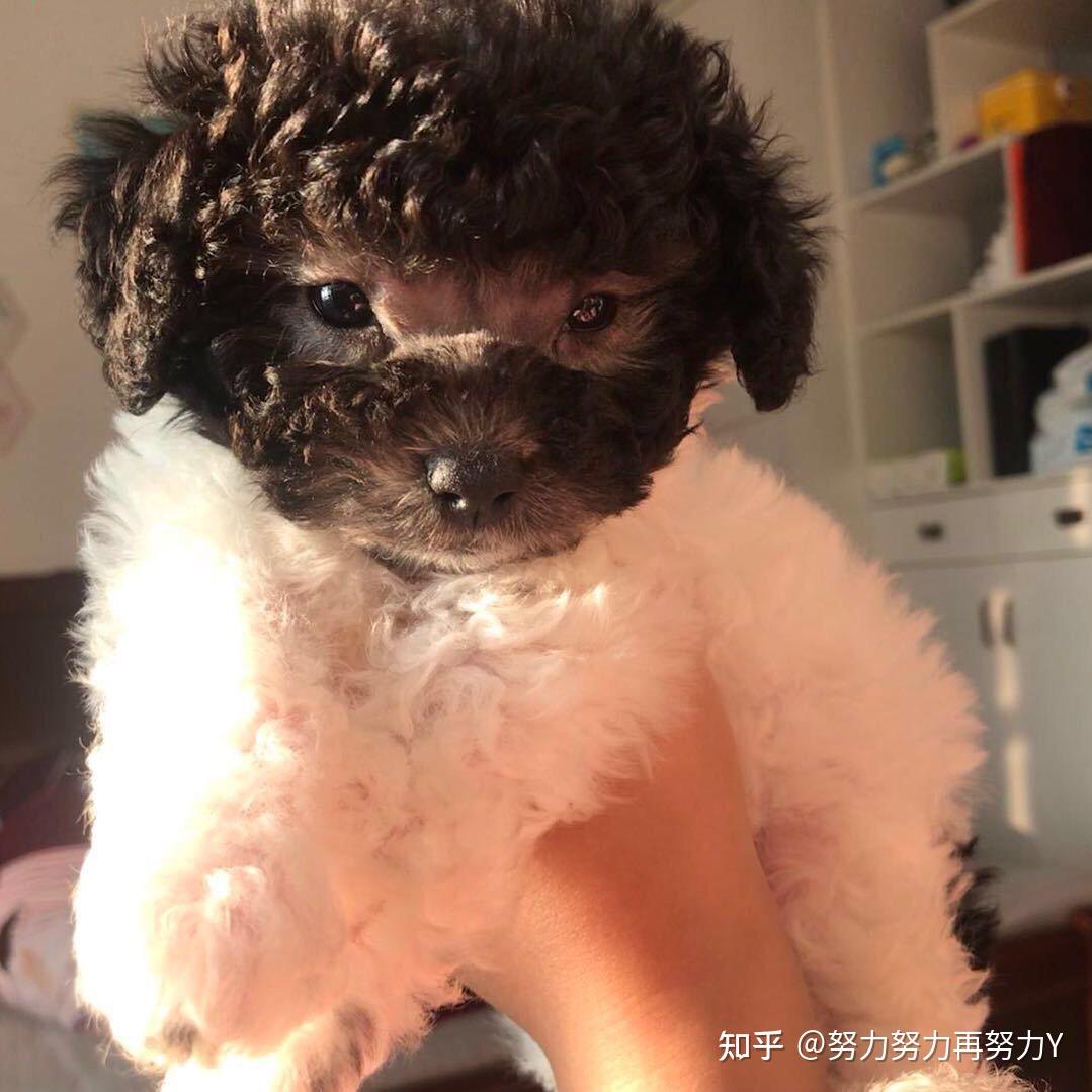 灰白花泰迪尴尬期有多丑蜕变后就有多美