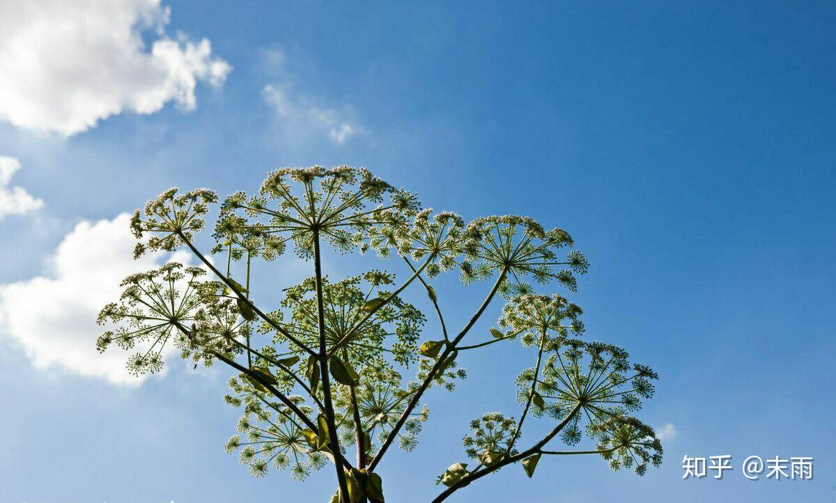 无有代者苦乐自当独生独死独来独往人于浮生有一首方子叫独活寄生汤