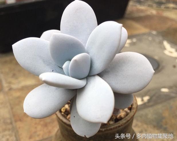 植物种子怎么培养 v2-eb53918dbee6bf49594aa94c698edb40_r.jpg
