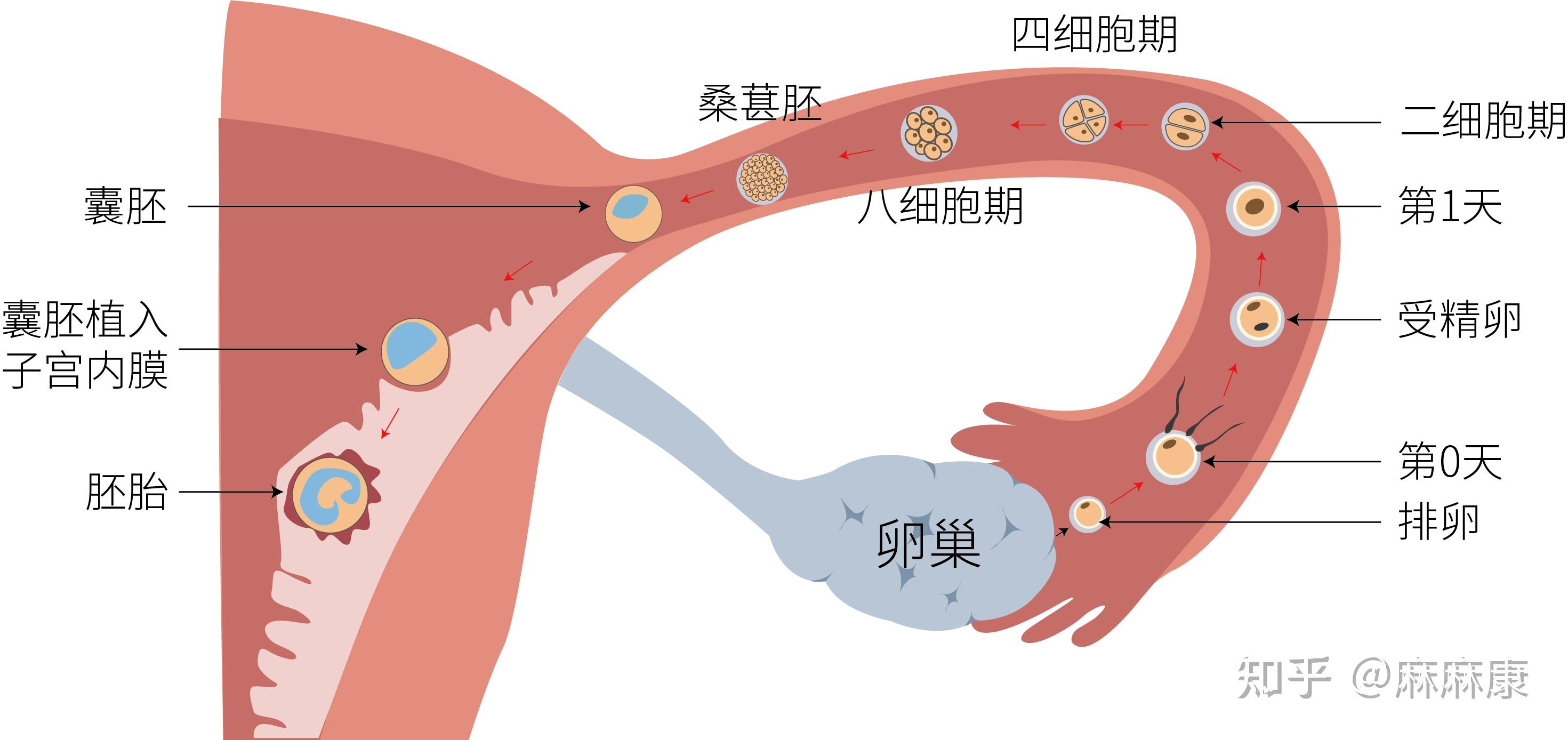 女性备孕期间为什么要运动?