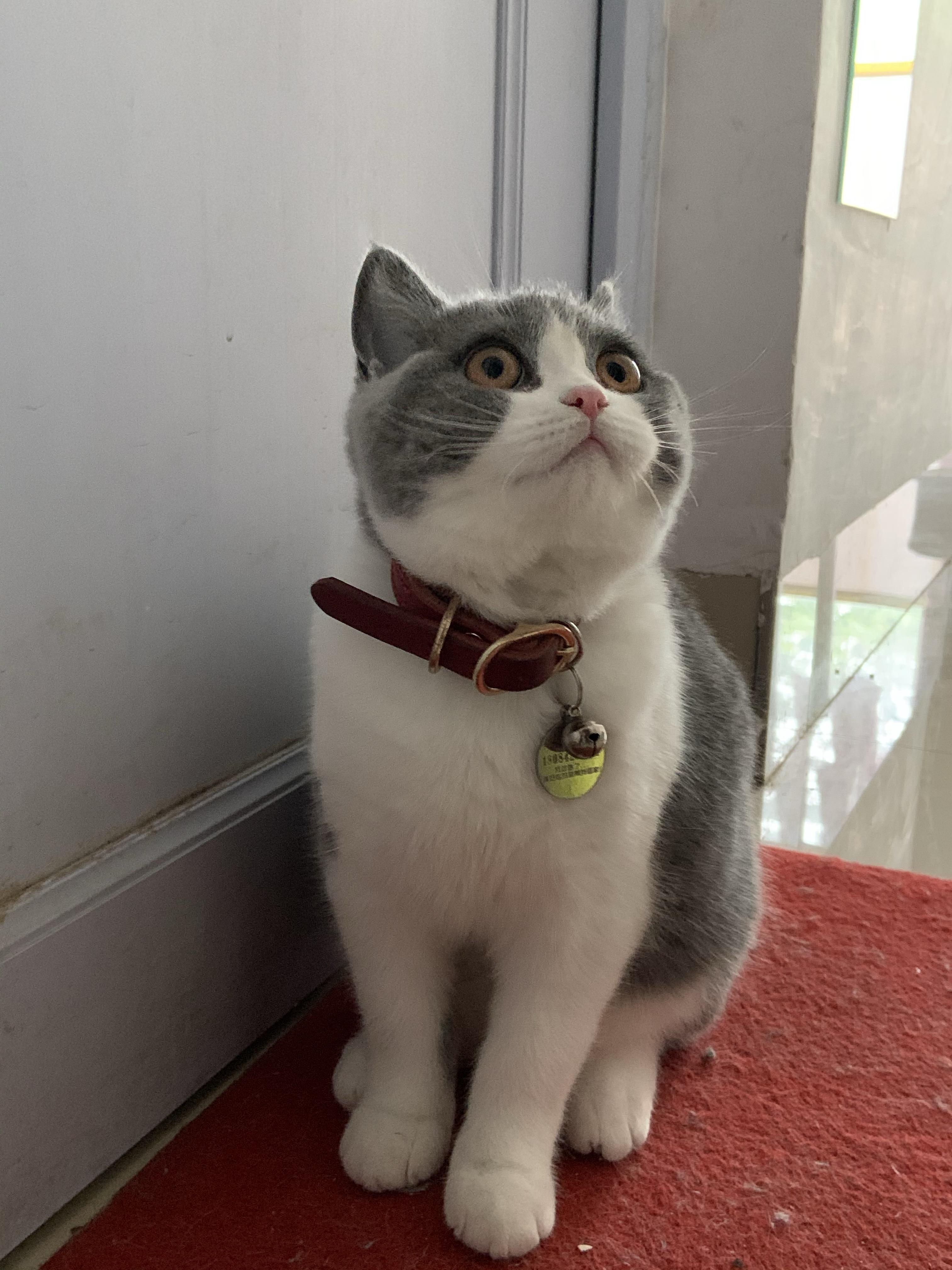 一只品相好的英短蓝白是什么样子的?