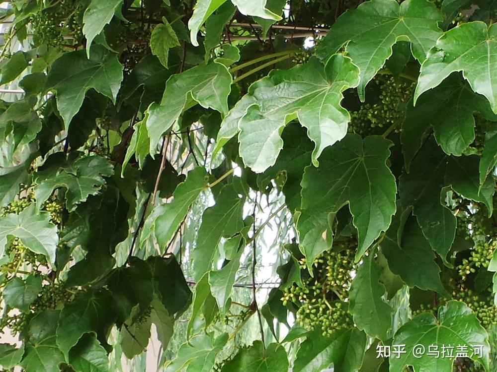 花木春秋112:三种常见的爬山虎——地锦、三叶地锦、五叶地锦 - 知乎