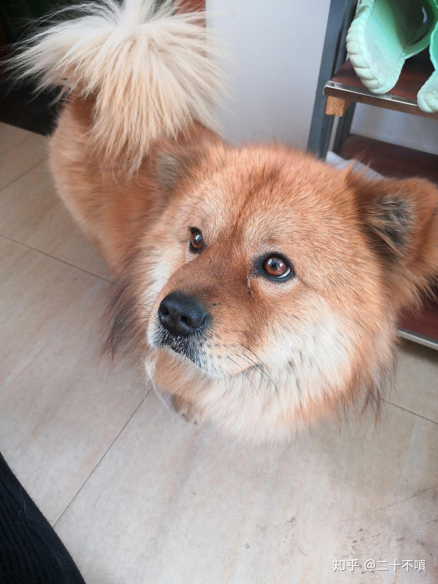 串串狗的颜值可以多高?