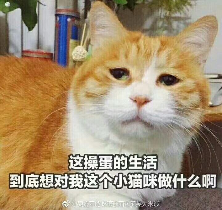 你见过最杠的杠精是什么样的?