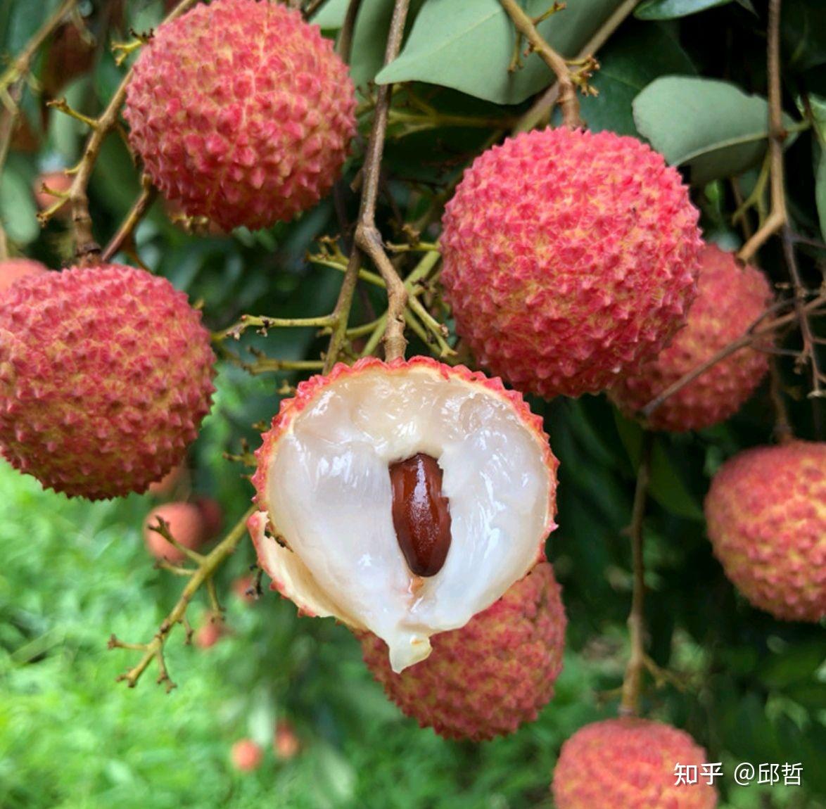 荔枝的品种、区别、挑选、食用、注意事项及保鲜方法 - 知乎