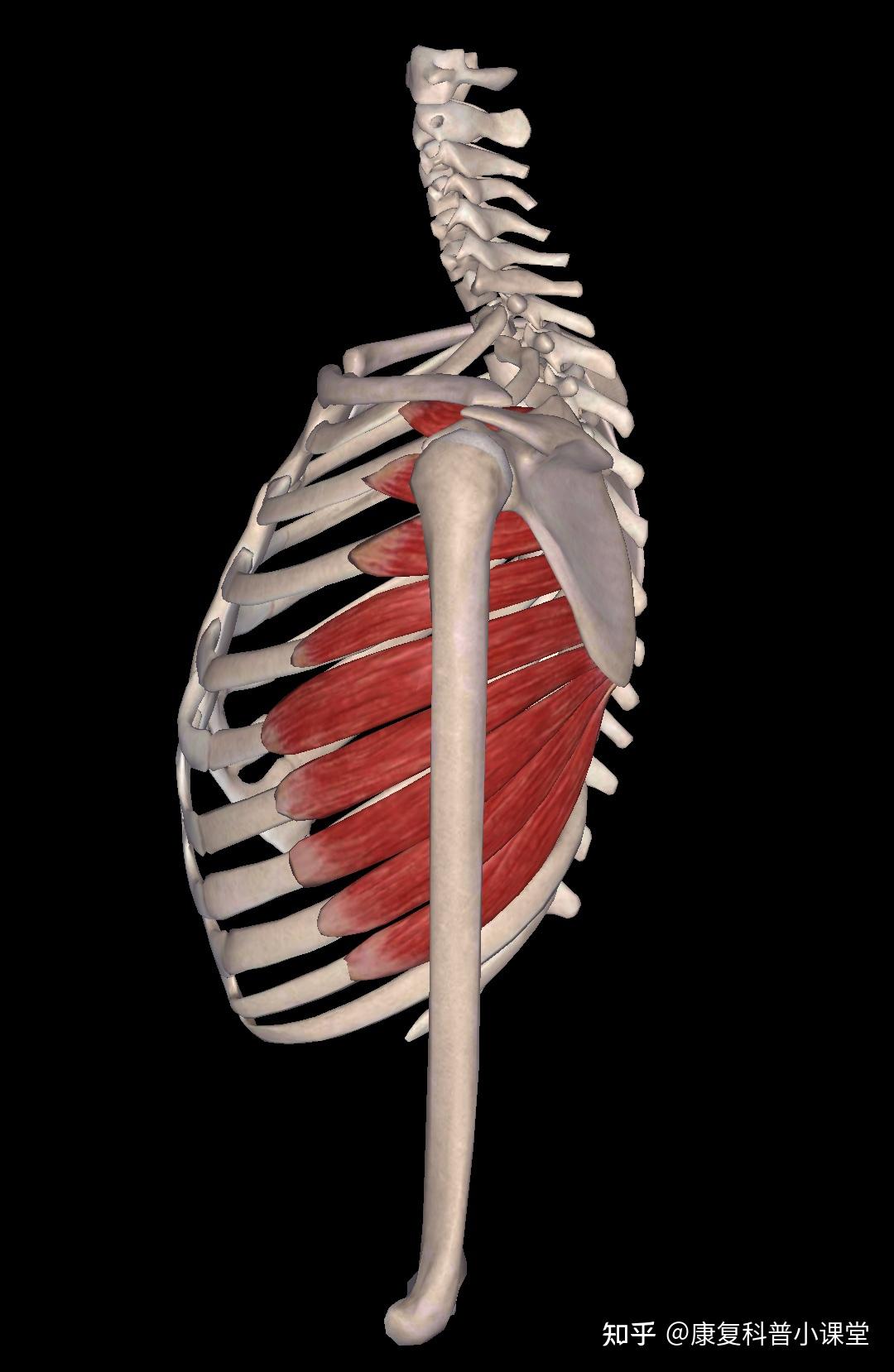 功能解剖—胸部肌肉及其功能分析