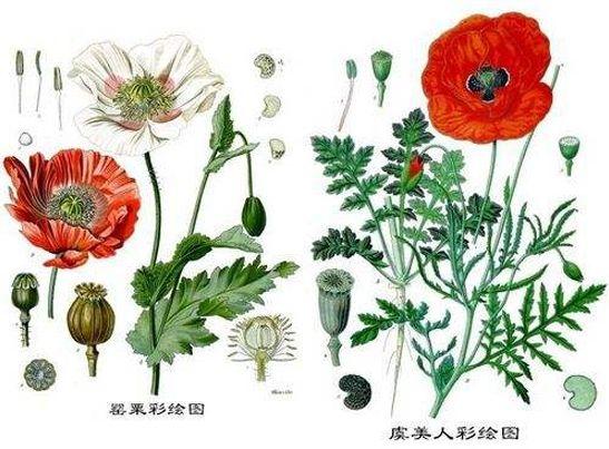 最も共有された 虞美人草花 リルストラシと花の絵コレクション