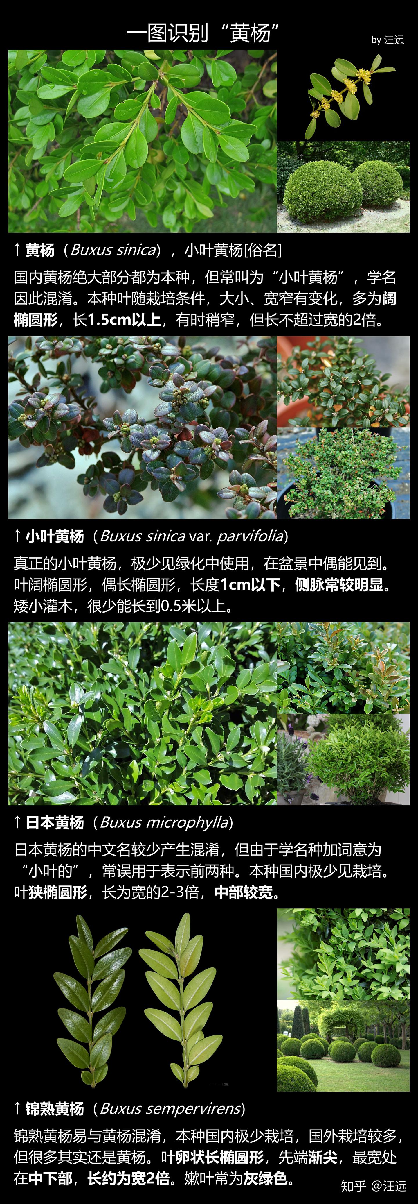 一图识别“黄杨” - 知乎