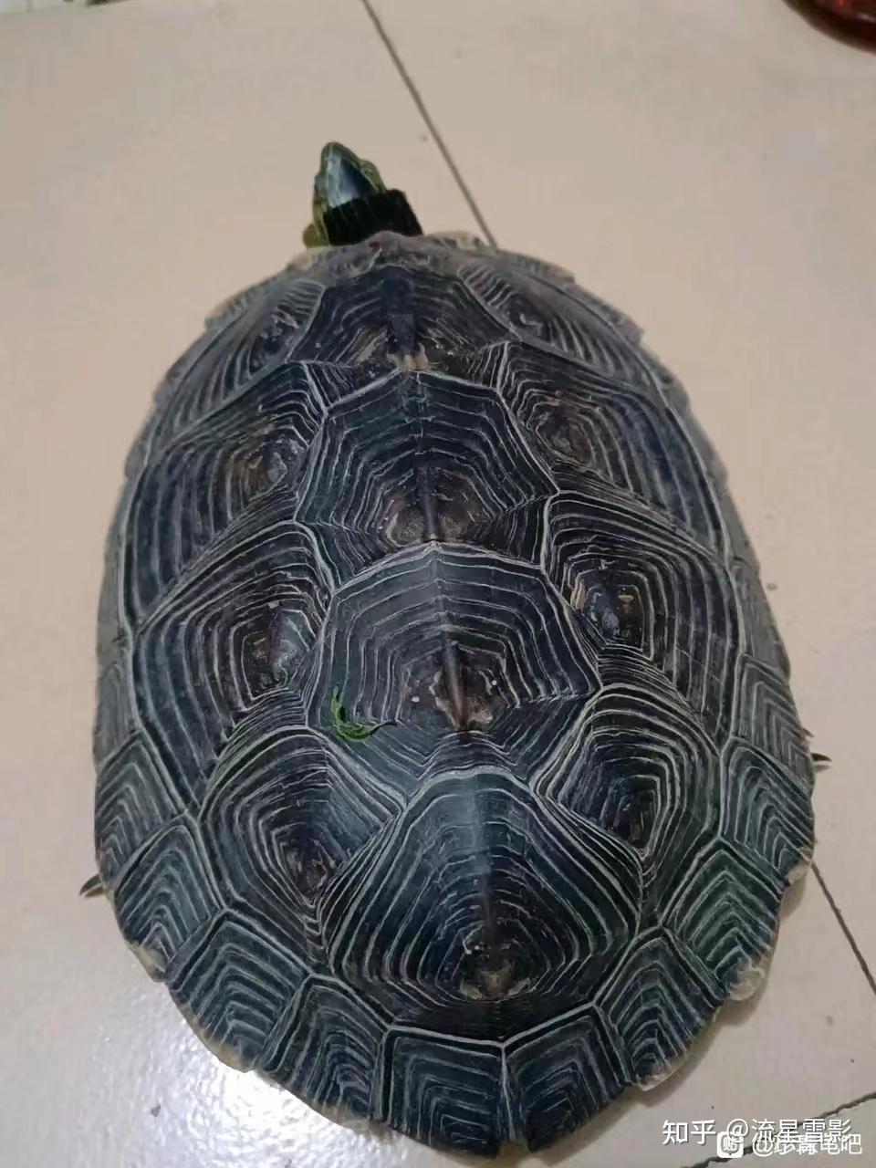 珍珠龟为什么是国龟的颜值担当