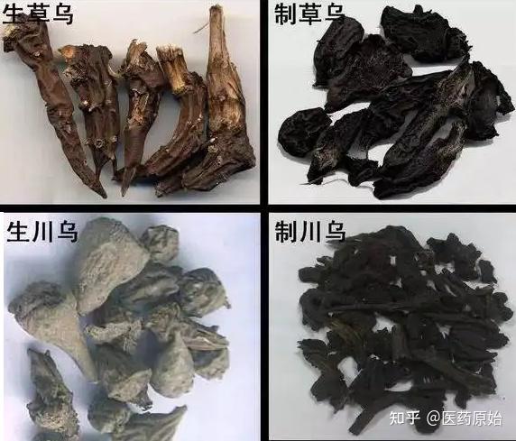 带你识别草乌 - 知乎