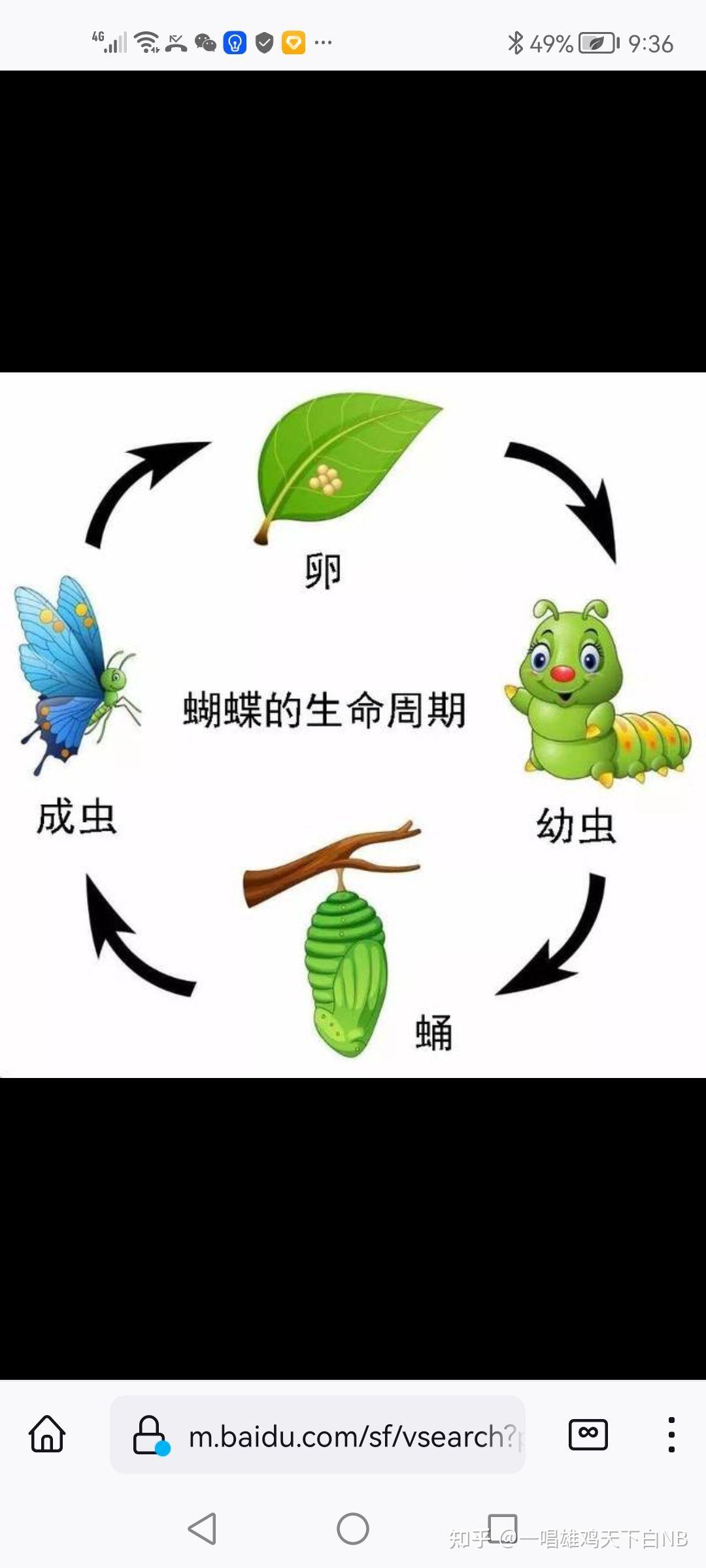 毛毛虫运动规律图片