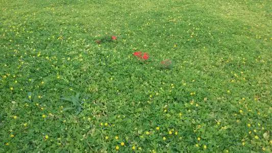 优良的可观花地被植物 蔓花生 知乎