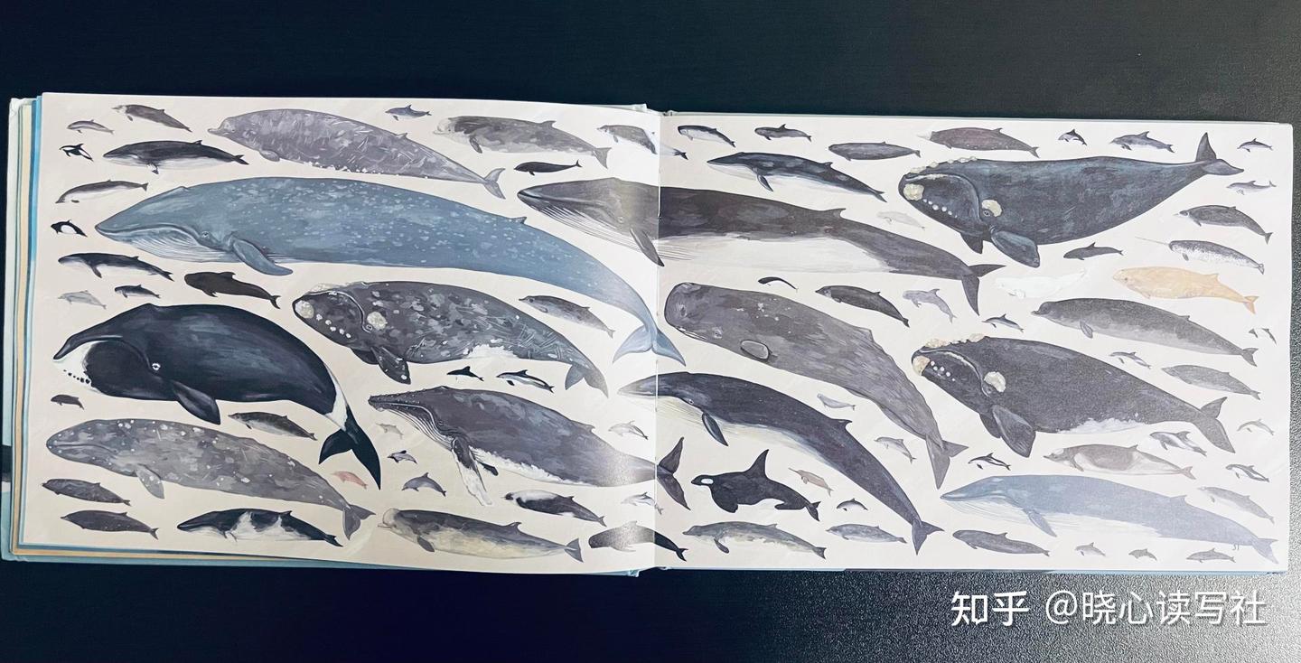鲸鉴》：手绘图鉴带你走入鲸的世界- 知乎