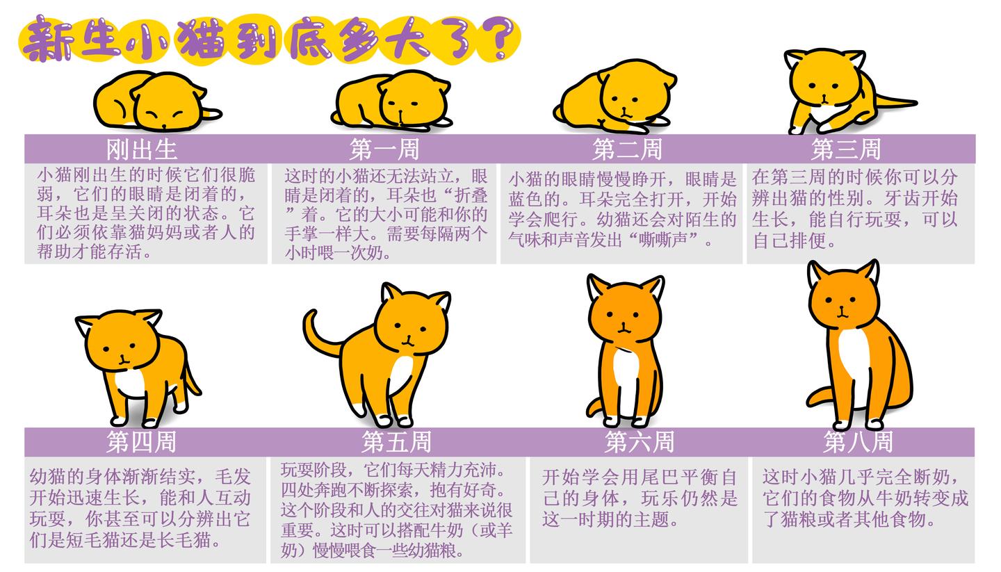 幼猫的喂养清单喂食方法住所搭建和入厕指导