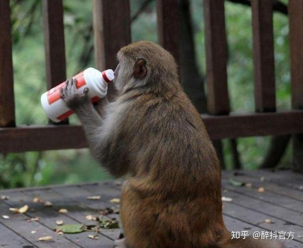 猴子竟会自己酿酒喝酒原来爱喝酒是人的天性