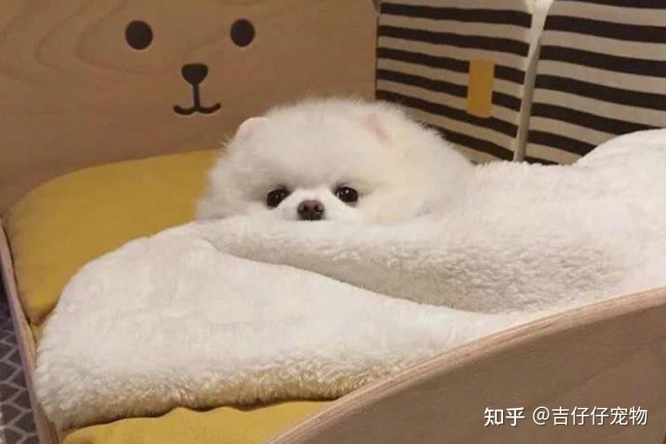 什么水果去狗狗泪痕 v2-eb9d171d52250ca686d9b348788d91b4_r.jpg