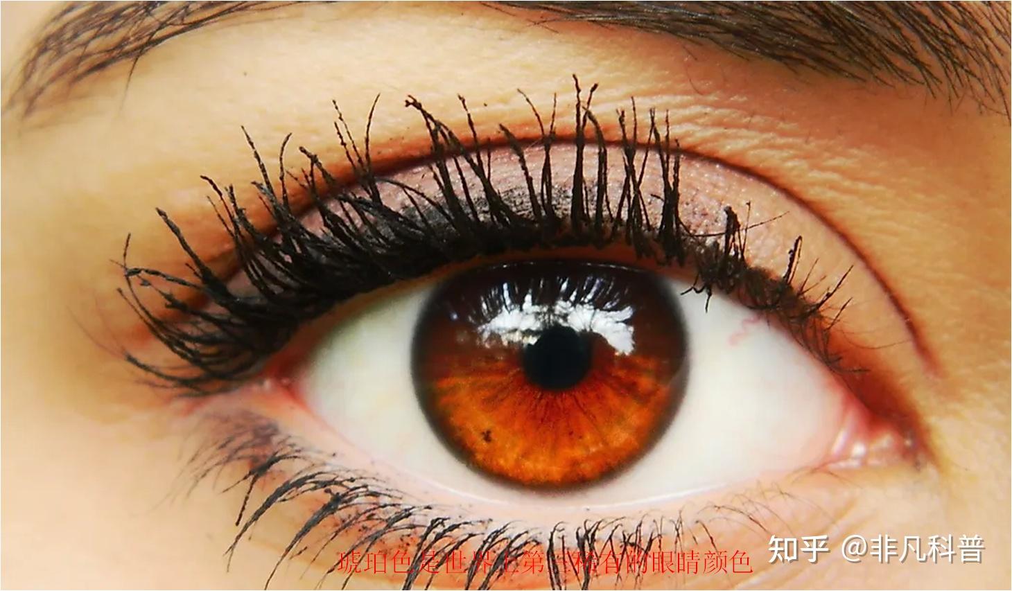 为什么人的眼睛有不同的颜色？各种眼睛颜色的人口比例是多少？ - 知乎