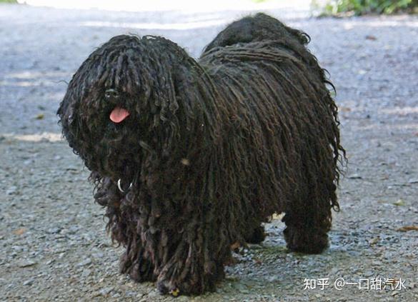 拥有神秘黑色的狗狗,你都见过吗?