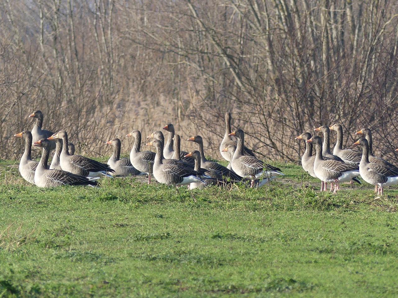 2. 鹅郡把配套齐全