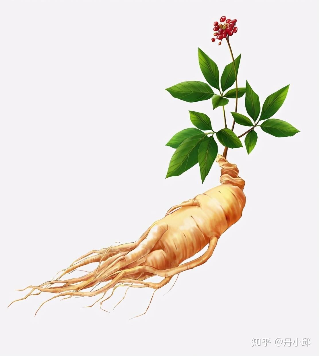 健康中草药之百草上品植物:人参 - 知乎