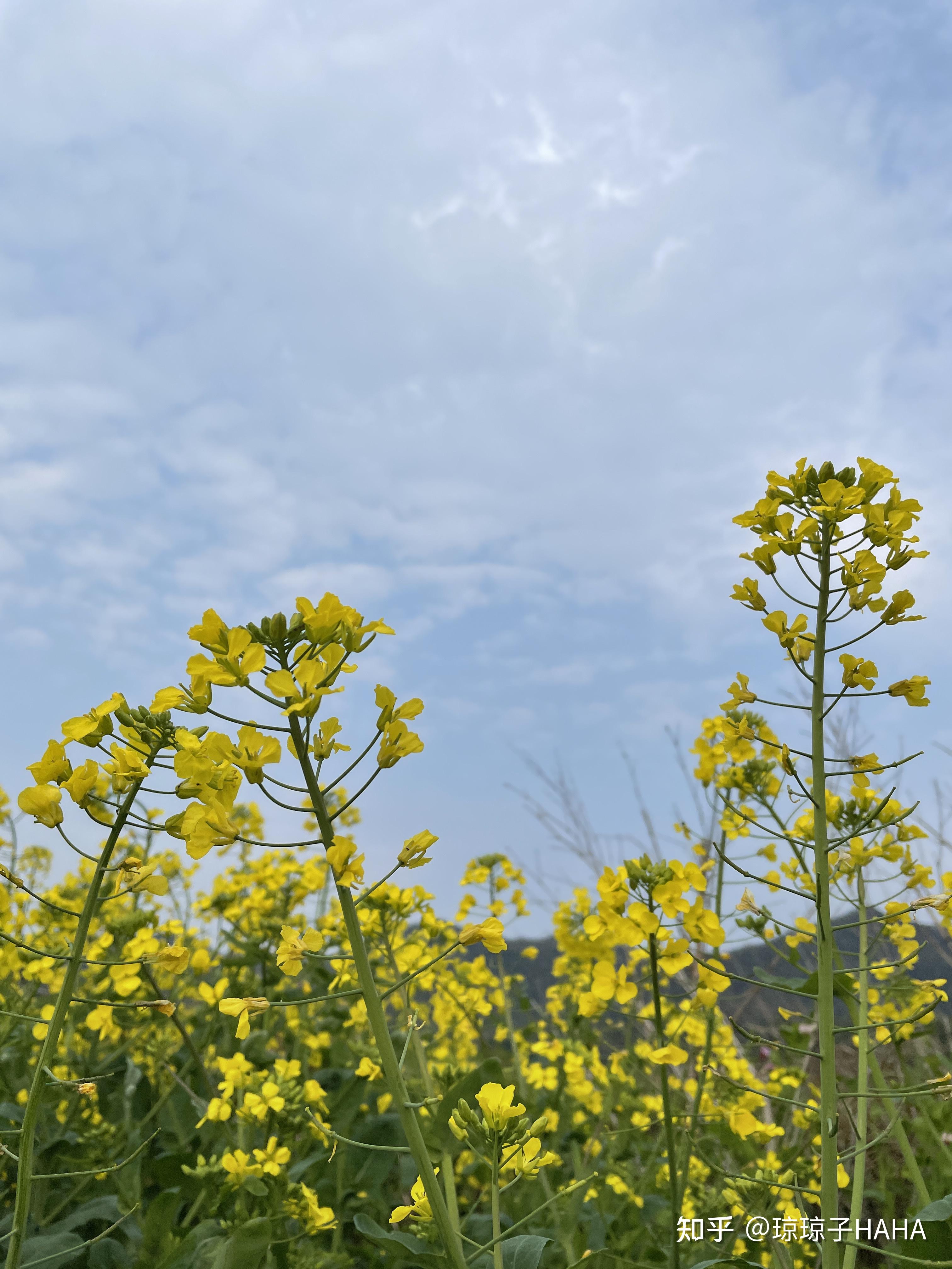 菜地的油菜花怎么拍出好看的照片