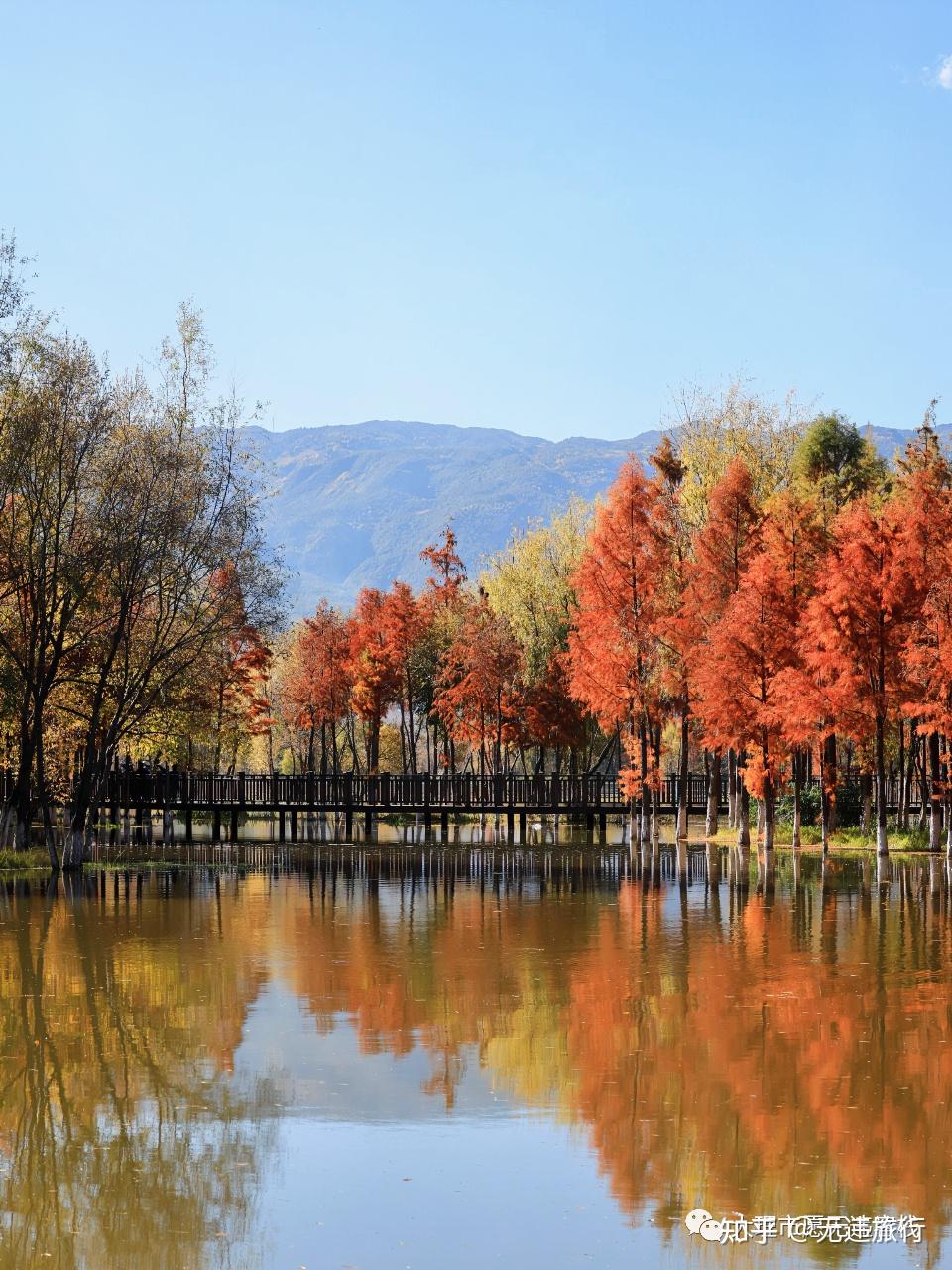 大理洱源茈碧湖水杉風景這裡獨好附美圖