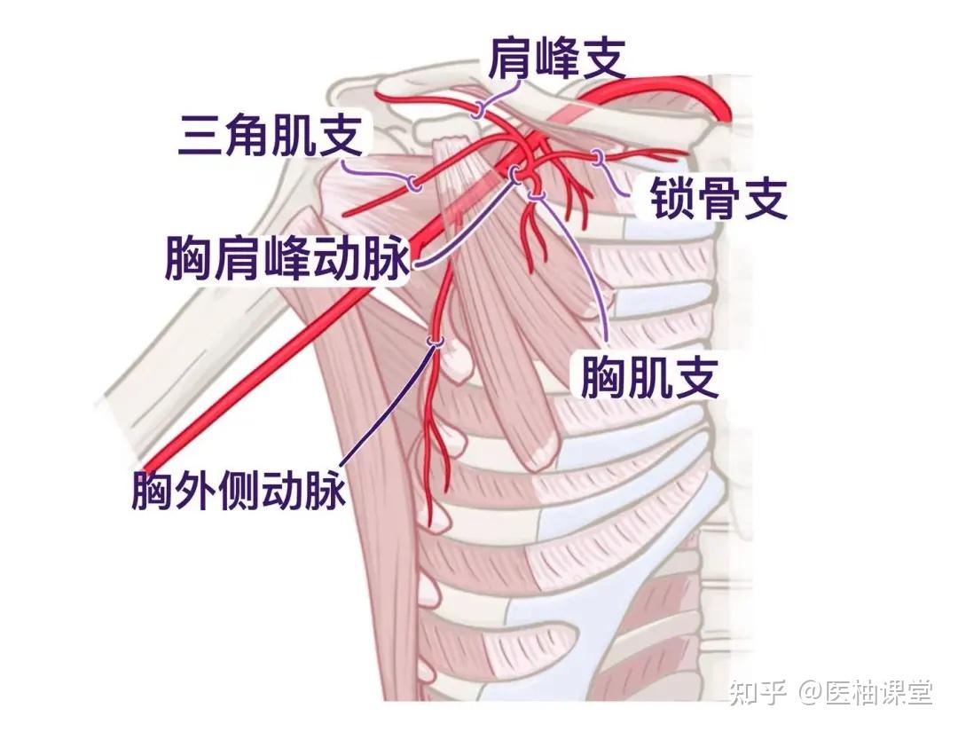 人体解剖学基础:腋窝 - 知乎